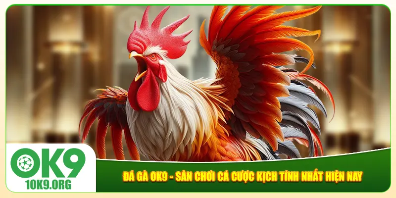 Đá Gà Ok9 - Sân Chơi Cá Cược Kịch Tính Nhất Hiện Nay