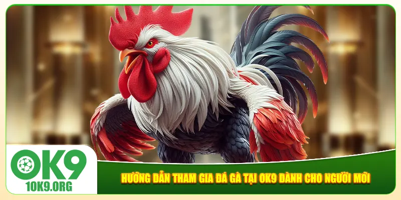 Hướng dẫn tham gia đá gà tại Ok9 dành cho người mới Hướng dẫn tham gia đá gà tại Ok9 dành cho người mới