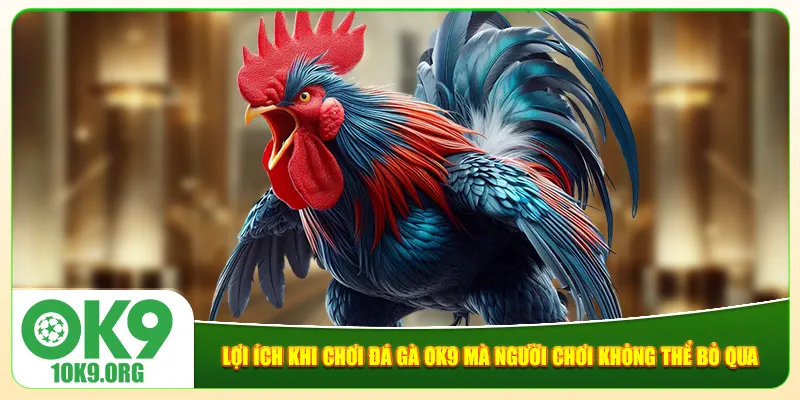 Lợi ích khi chơi đá gà Ok9 mà người chơi không thể bỏ qua Lợi ích khi chơi đá gà Ok9 mà người chơi không thể bỏ qua