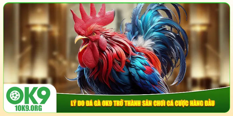 Lý do đá gà Ok9 trở thành sân chơi cá cược hàng đầu Lý do đá gà Ok9 trở thành sân chơi cá cược hàng đầu