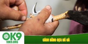 Cách băng cựa đá gà