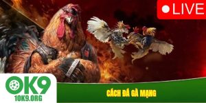 Cách đá gà mạng