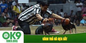 Cách thả gà cựa sắt