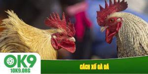 Cách xổ gà đá