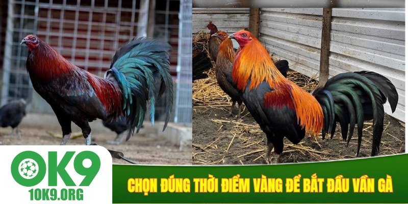 Chọn đúng thời điểm vàng để bắt đầu vần gà