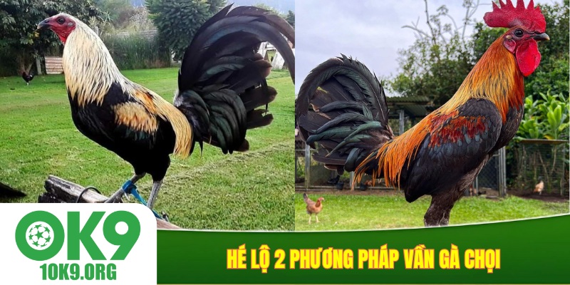 Hé lộ 2 phương pháp vần gà chọi