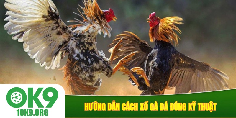 Hướng dẫn cách xổ gà đá đúng kỹ thuật