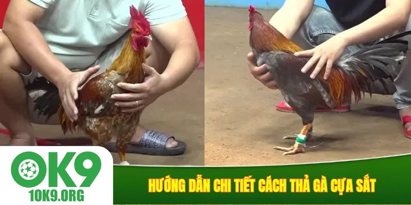Hướng dẫn chi tiết cách thả gà cựa sắt