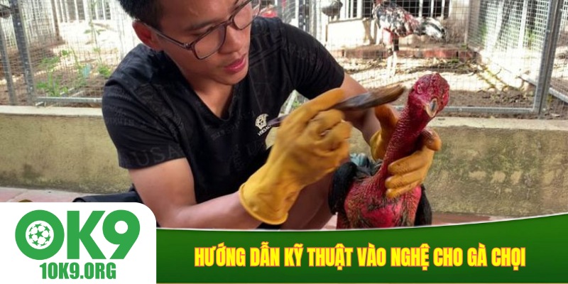 Hướng dẫn kỹ thuật vào nghệ cho gà chọi