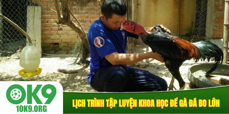Lịch trình tập luyện khoa học để gà đá bo lớn
