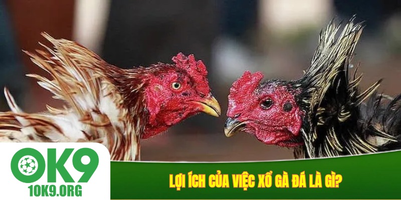 Lợi ích của việc xổ gà đá là gì?