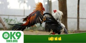 Luật đá gà
