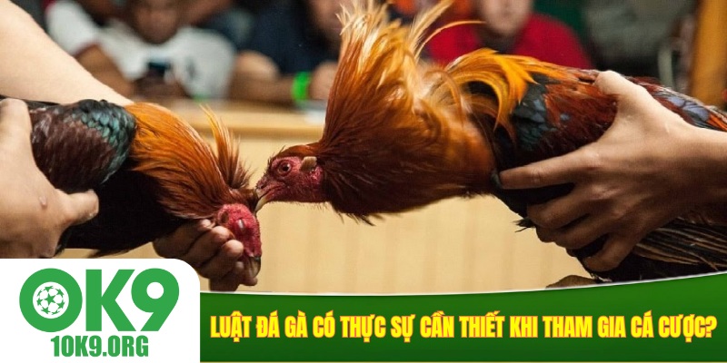 Luật đá gà có thực sự cần thiết khi tham gia cá cược?