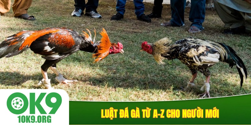 Luật đá gà từ A-Z cho người mới