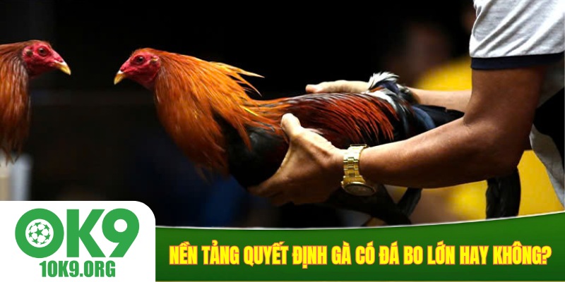 Nền tảng quyết định gà có đá bo lớn hay không?