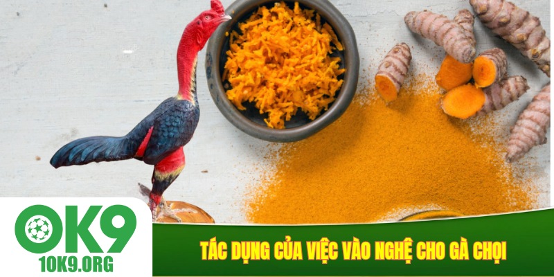 Tác dụng của việc vào nghệ cho gà chọi