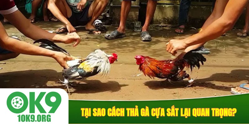 Tại sao cách thả gà cựa sắt lại quan trọng?