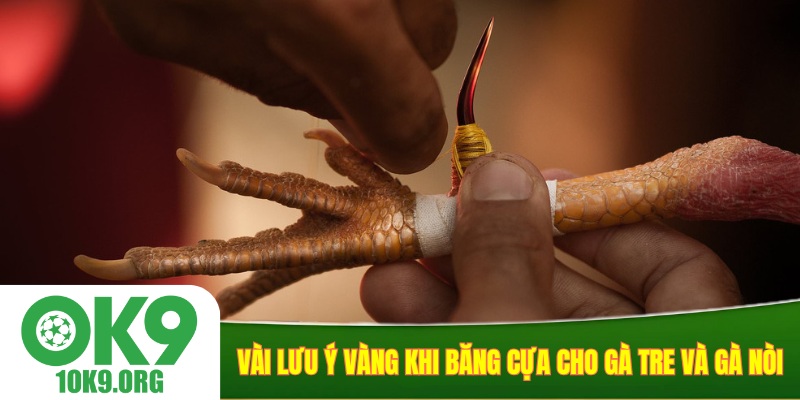 Vài lưu ý vàng khi băng cựa cho gà tre và gà nòi
