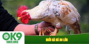 nuôi gà đá bo lớn