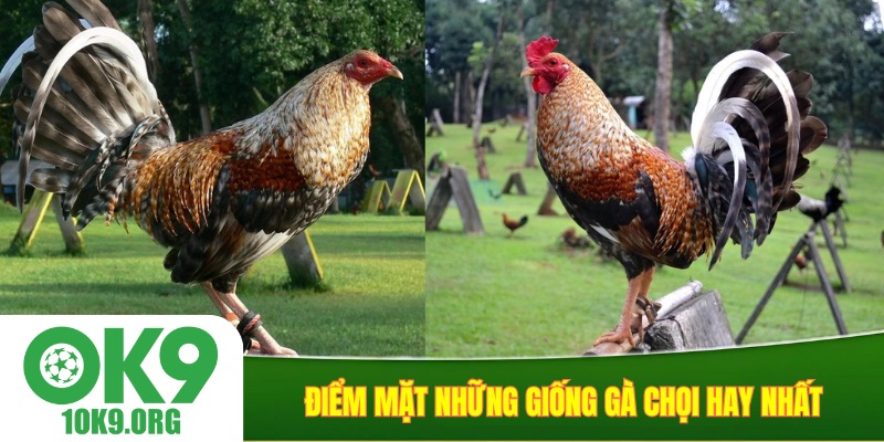 Điểm mặt những giống gà chọi hay nhất