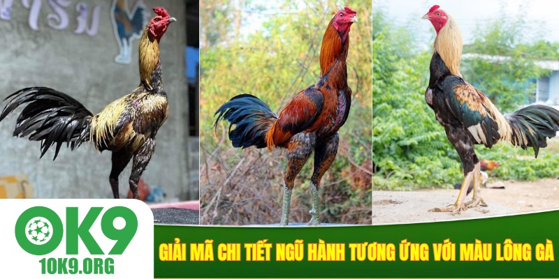 Giải mã chi tiết ngũ hành tương ứng với màu lông gà