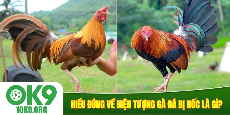 Hiểu đúng về hiện tượng gà đá bị hốc là gì?