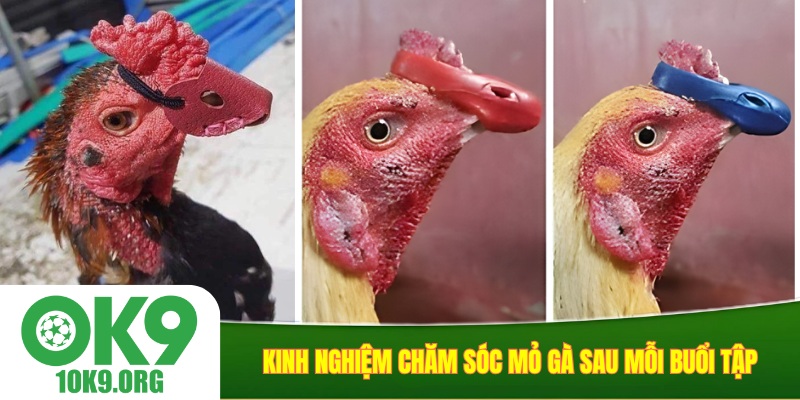 Kinh nghiệm chăm sóc mỏ gà sau mỗi buổi tập