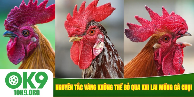 Kỹ thuật chăm sóc gà con để mồng phát triển đẹp và chuẩn form