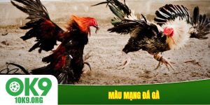 Màu mạng đá gà