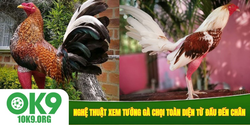 Nghệ thuật xem tướng gà chọi toàn diện từ đầu đến chân