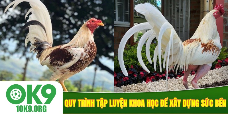 Quy trình tập luyện khoa học để xây dựng sức bền