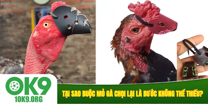 Tại sao buộc mỏ gà chọi lại là bước không thể thiếu