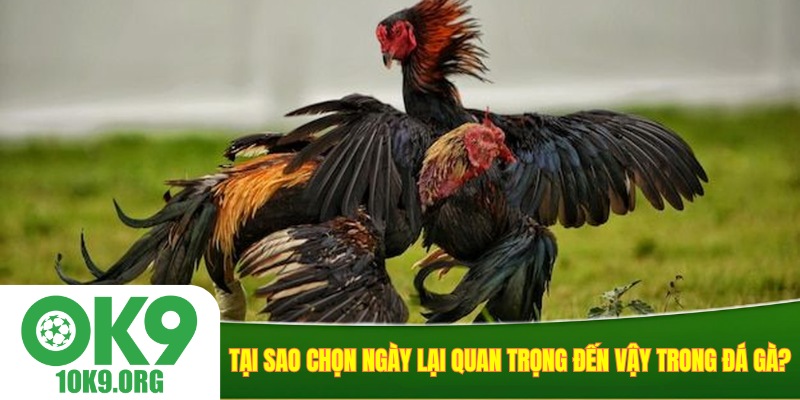 Tại sao chọn ngày lại quan trọng đến vậy trong đá gà?