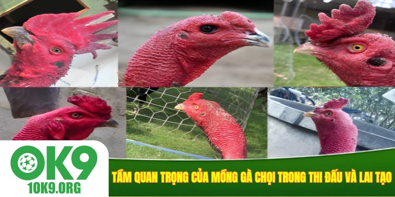 Tầm quan trọng của mồng gà chọi trong thi đấu và lai tạo