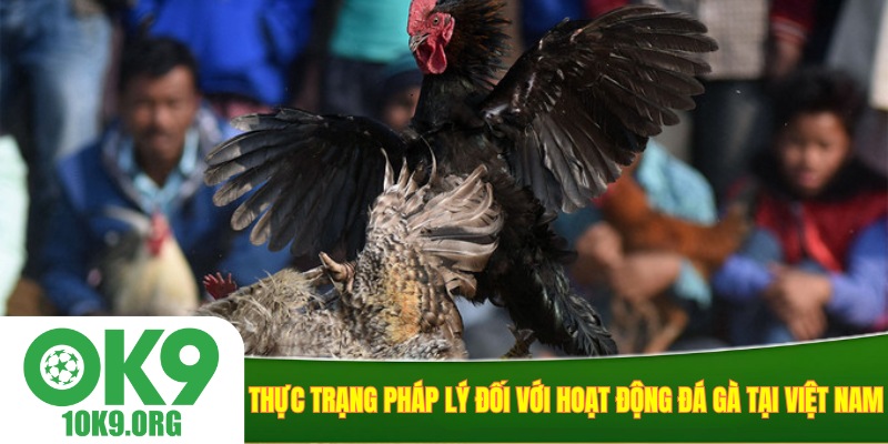 Thực trạng pháp lý đối với hoạt động đá gà tại Việt Nam