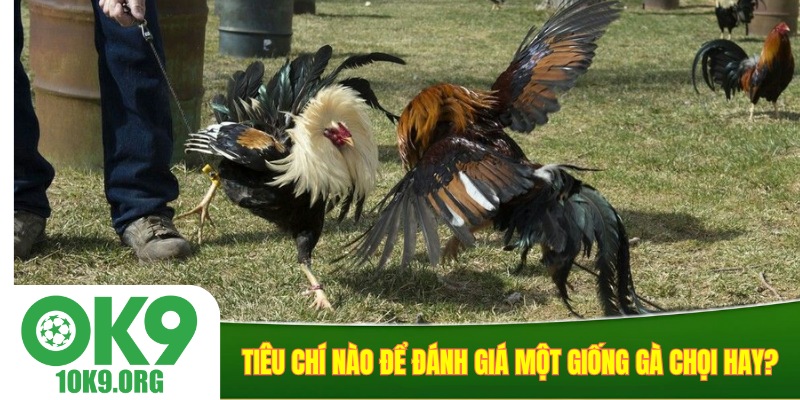 Tiêu chí nào để đánh giá một giống gà chọi hay?