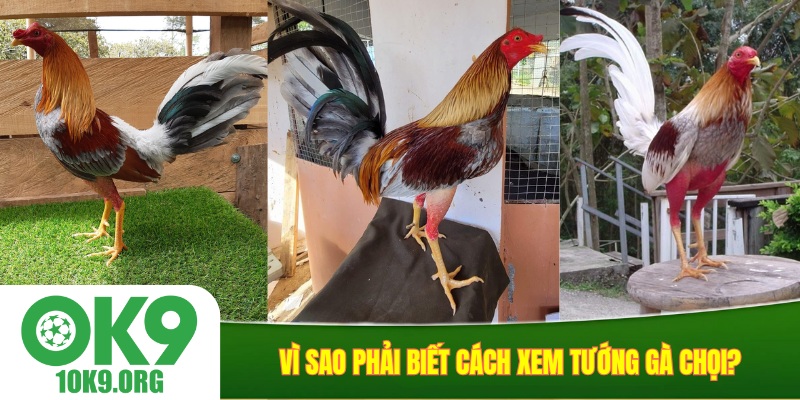 Vì sao phải biết cách xem tướng gà chọi?