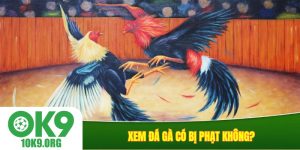 Xem đá gà có bị phạt không