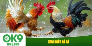 Xem ngày đá gà
