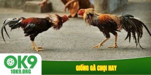 giống gà chọi hay